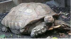 African Spur Tortoise