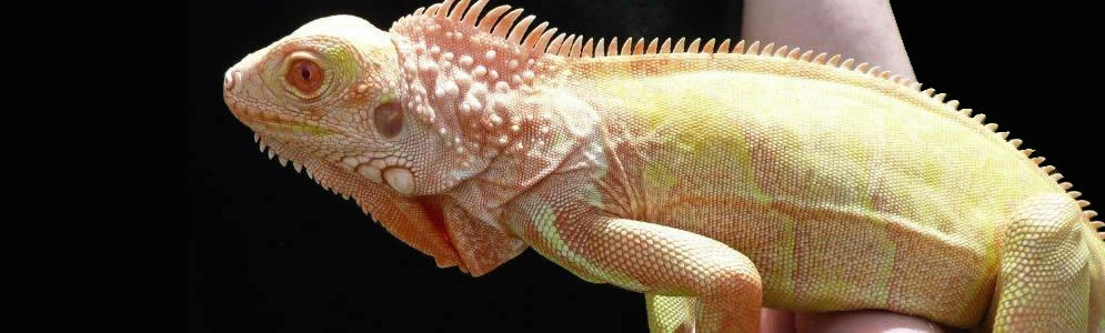 Albino Green Iguana