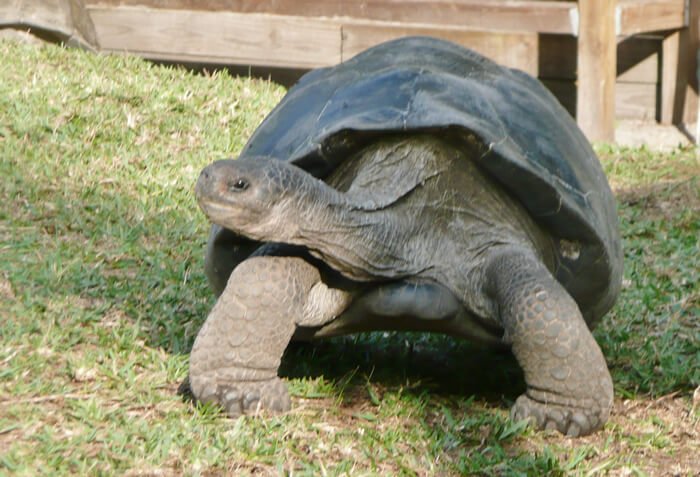 aldabra