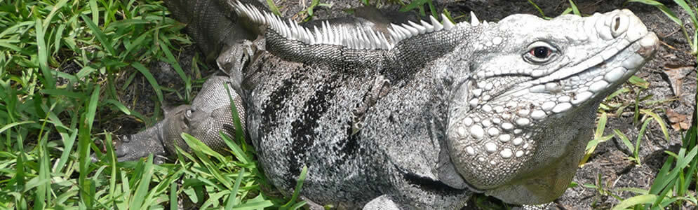 Cayman Iguana