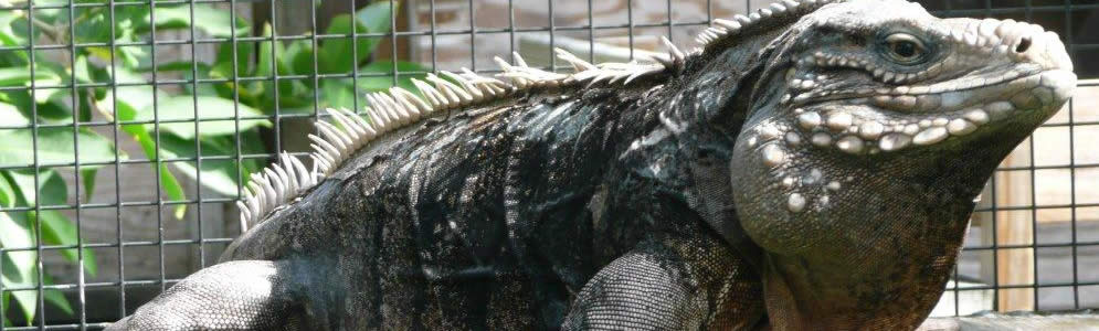 Cuban Iguana