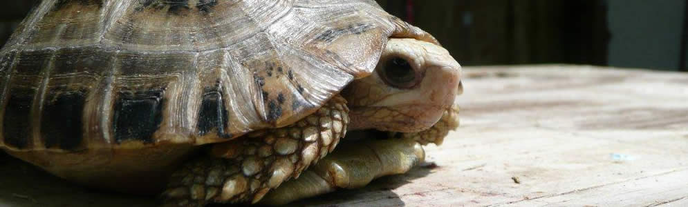 Elongated Tortoise