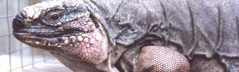 Figginsi Iguana