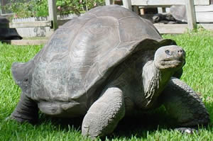 Galapagos Tortoise