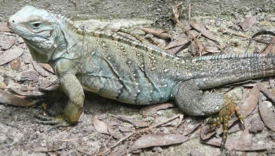 Lewisi Iguana