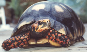 Red-Foot Tortoise