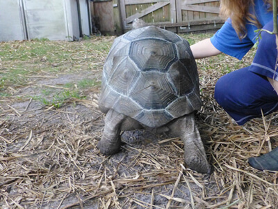 Rosie-22-inch-Female-Aldabra-4.jpg