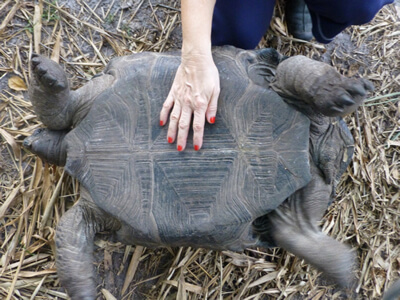 Rosie-22-inch-Female-Aldabra-5.jpg