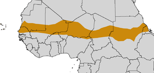Sahel of Sahara Desert Tortosie