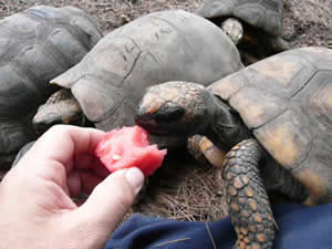 Yellow Foot Tortoise