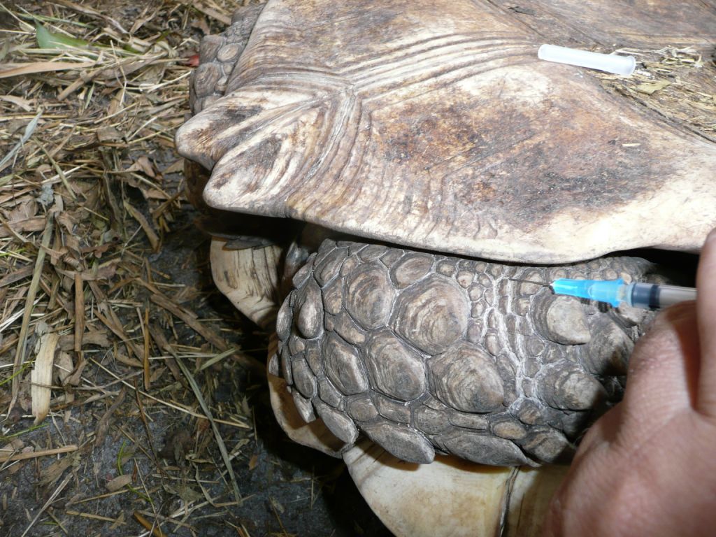 Link to how to give a Tortoise a Shot