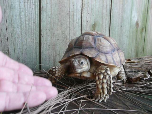 African Spur Tortoise