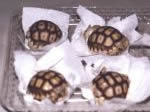 IMG: