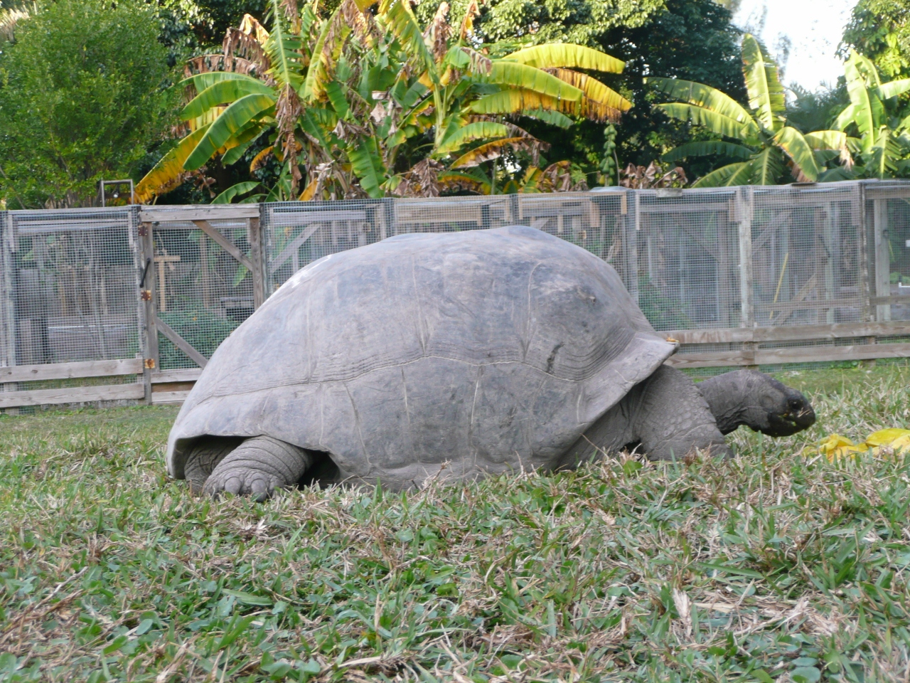 Aldabra%20Tortoise%20Vaulted%20front.jpg