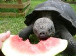 IMG: 