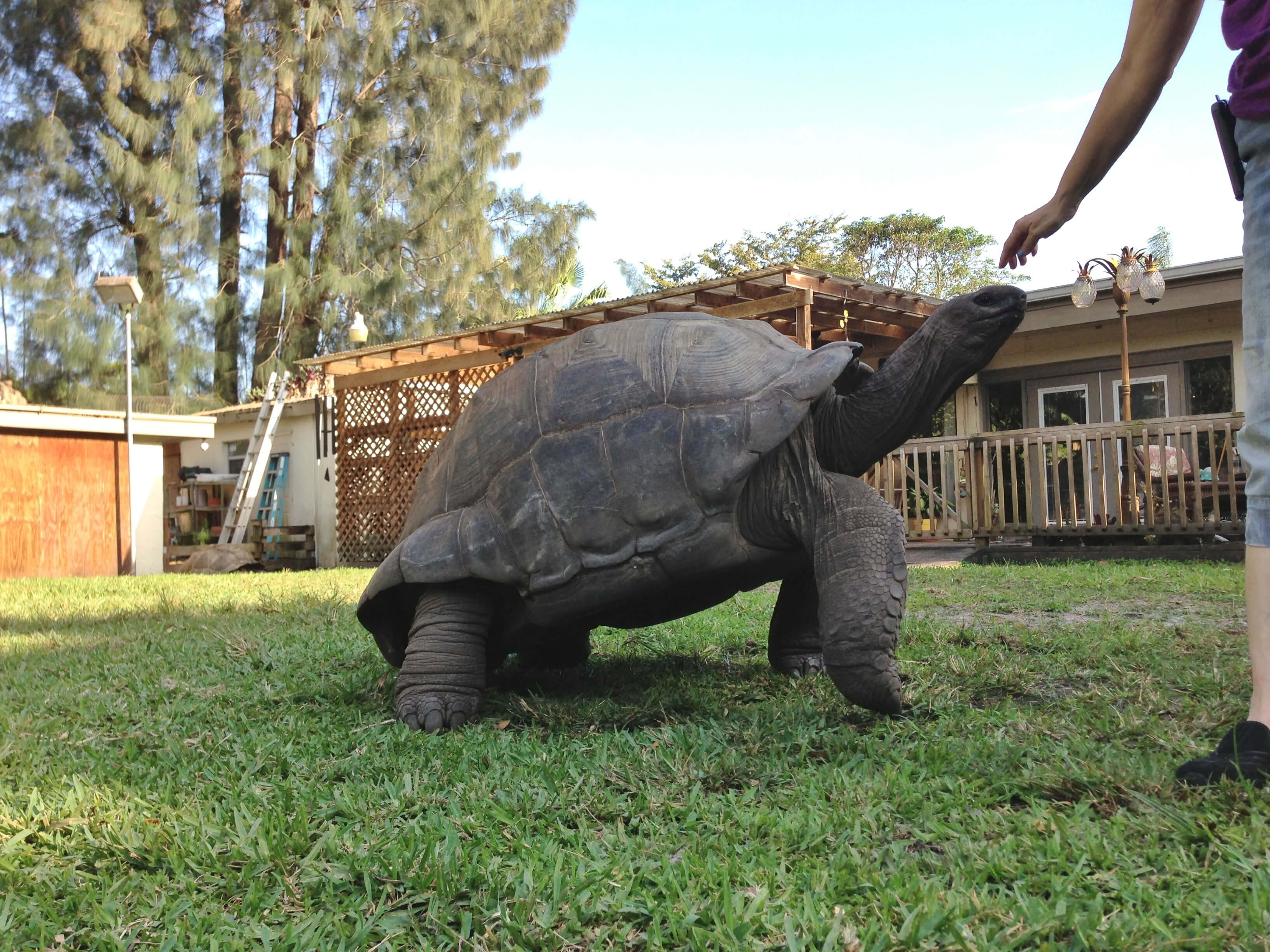 /Tortoises/Adult-Aldabras