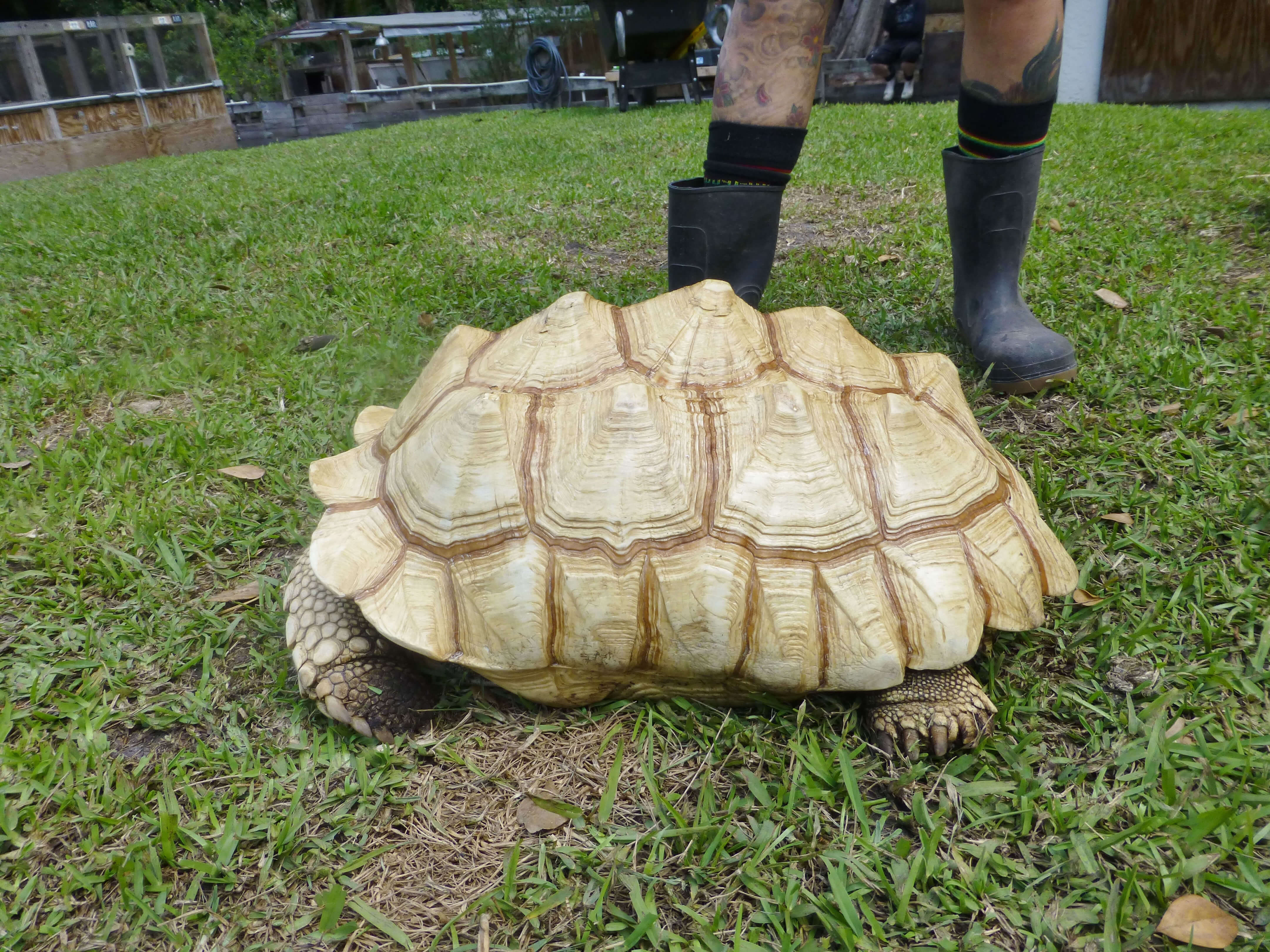 /Tortoises/Ivory-Albino-Ruby-Red-Eyed-African-Spur