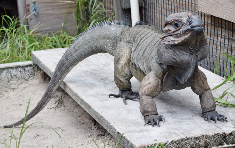 /Iguanas/Cyclura/Rhino/Male-Rhinious-Iguana(1).jpg