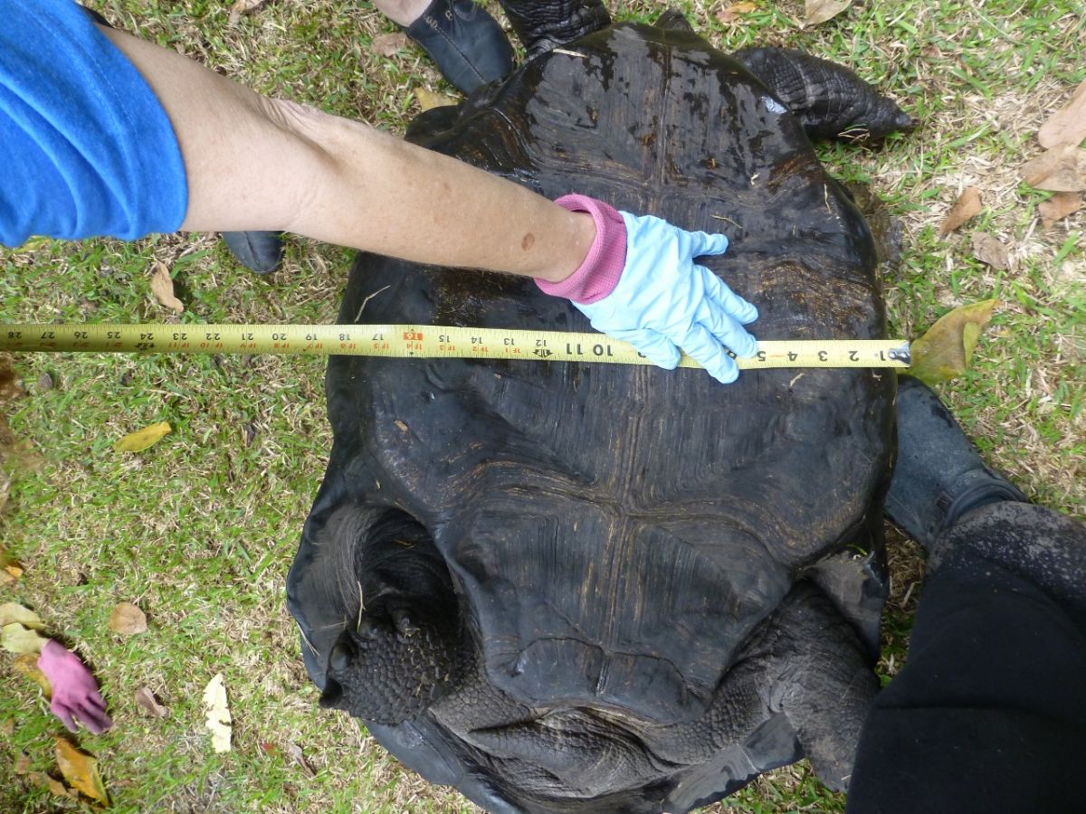Female-Aldabra-19-inch-across-bottom.jpg