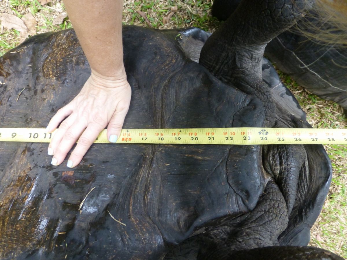 Female-Aldabra-28.5-inch-F.jpg