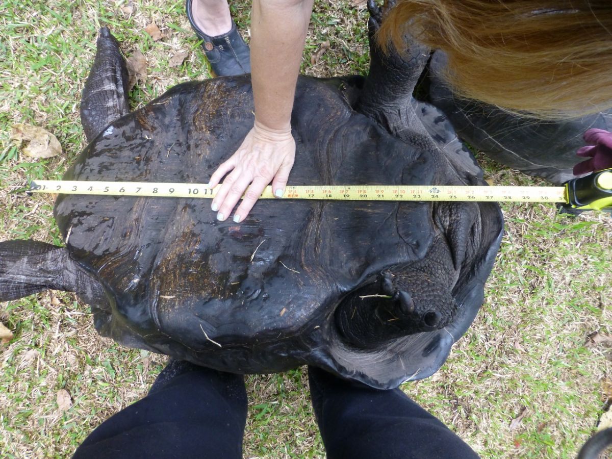 Female-Aldabra-28.5-inch-G.jpg