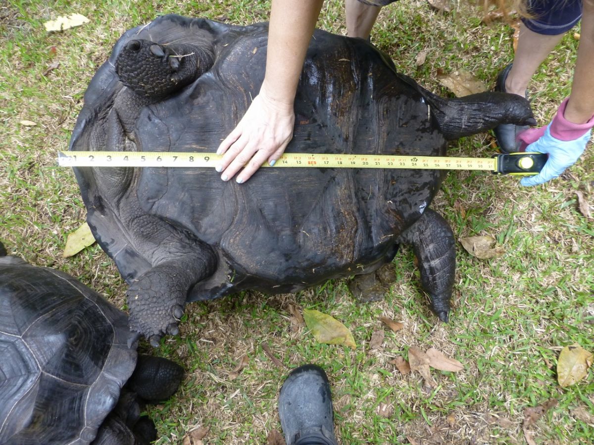 Female-Aldabra-28.5-inch-H.jpg