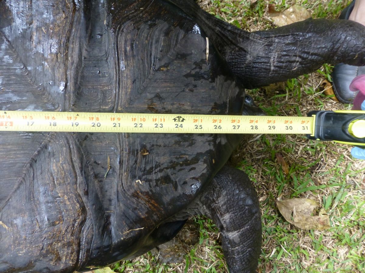 Female-Aldabra-28.5-inch-J.jpg