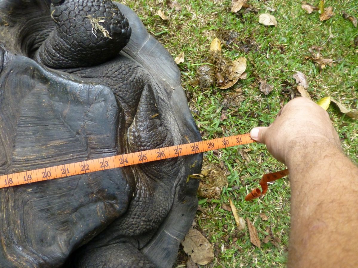Female-Aldabra-28.5-inches-D.jpg
