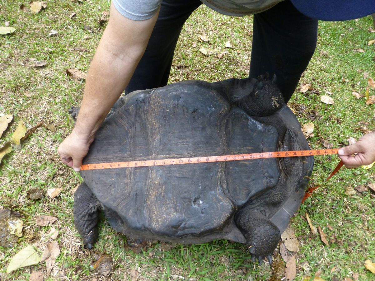Female-Aldabra-Bottom-28.5-inches-D.jpg