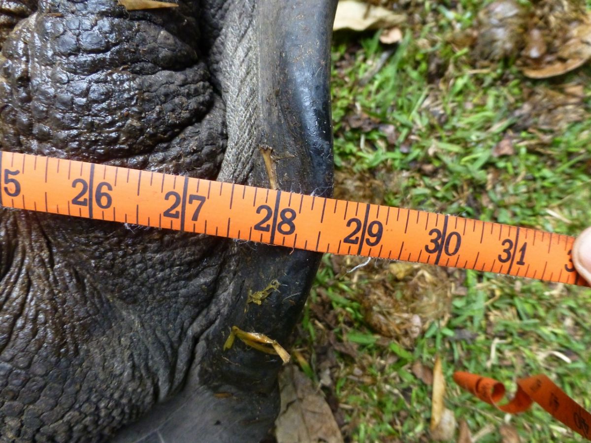 Female-Aldabra-bottom-28.5-inches-C.jpg