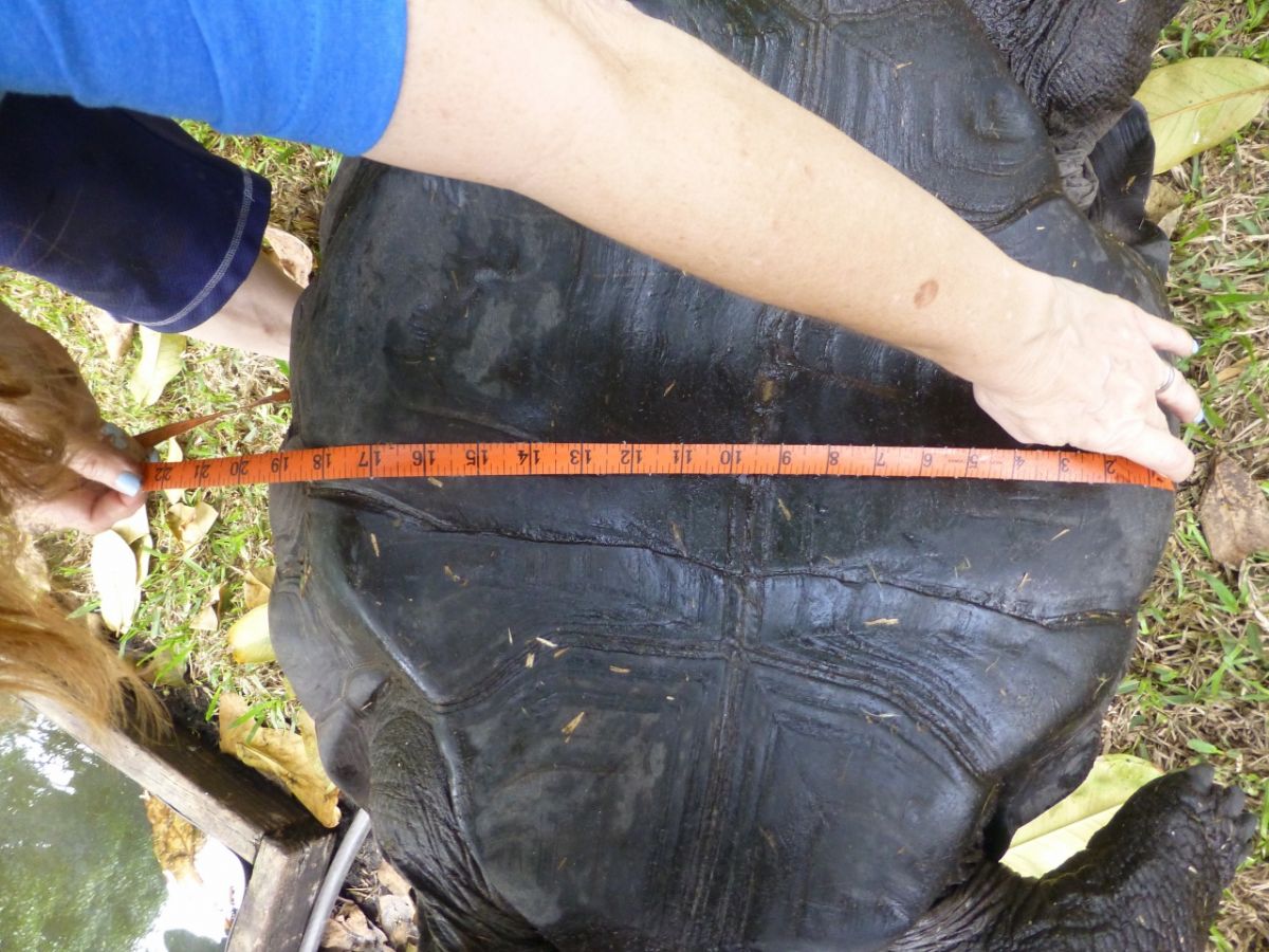 Male-Aldabra-19-inches-across-Bottom-C.jpg