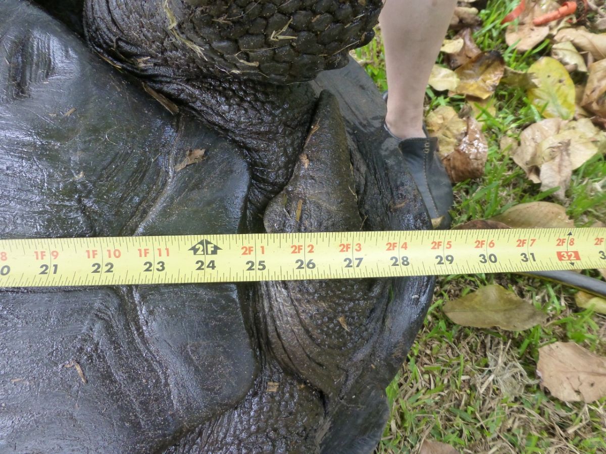 Male-Aldabra-29-inches-Bottom-B.jpg
