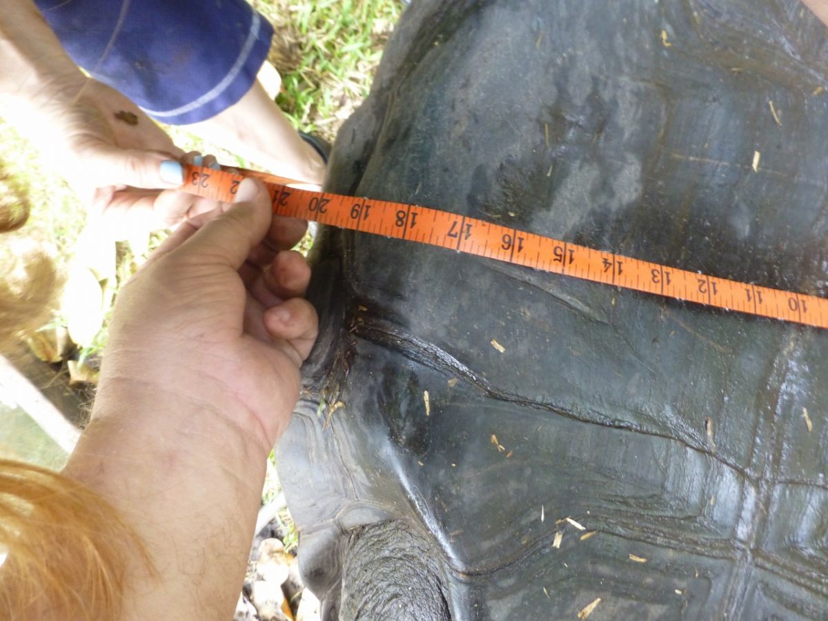Male-Aldabra-Across-Bottom-19-inches.jpg