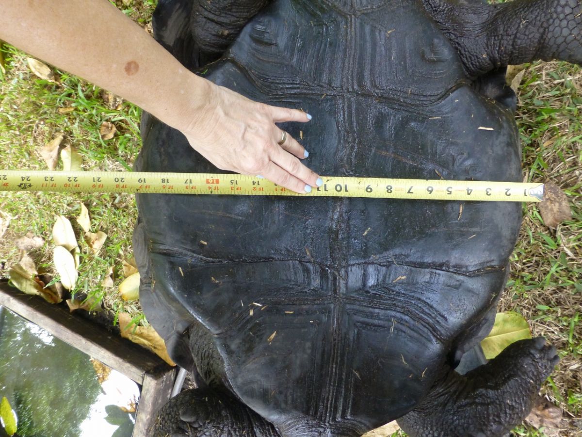 Male-Aldabra-Across-the-bottom-20-inches.jpg