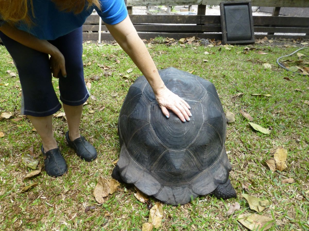 Male-Aldabra-Back-A.jpg