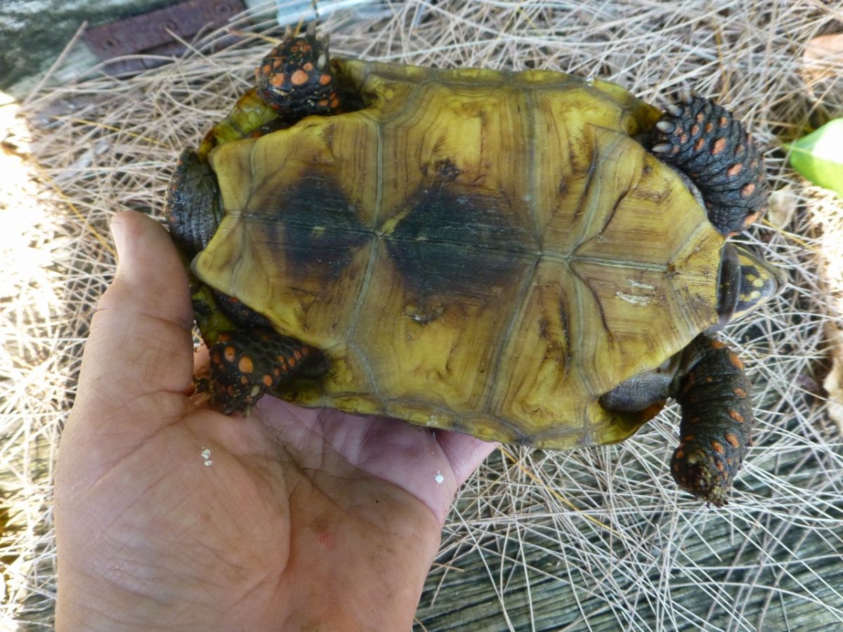 4-Red-Foot-Tortoise-Bottom.jpg