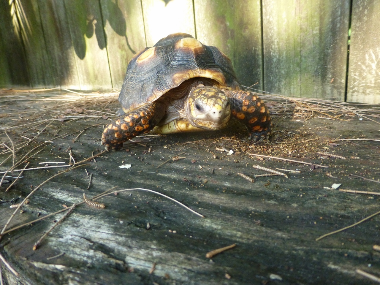 10187/8-Red-Foot-Tortoise-Face-A.jpg