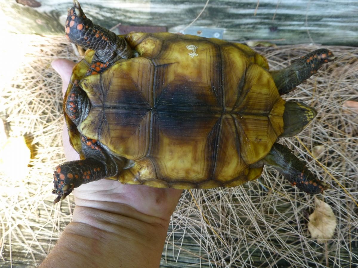 1-Red-Foot-Tortoise-Bottom.jpg