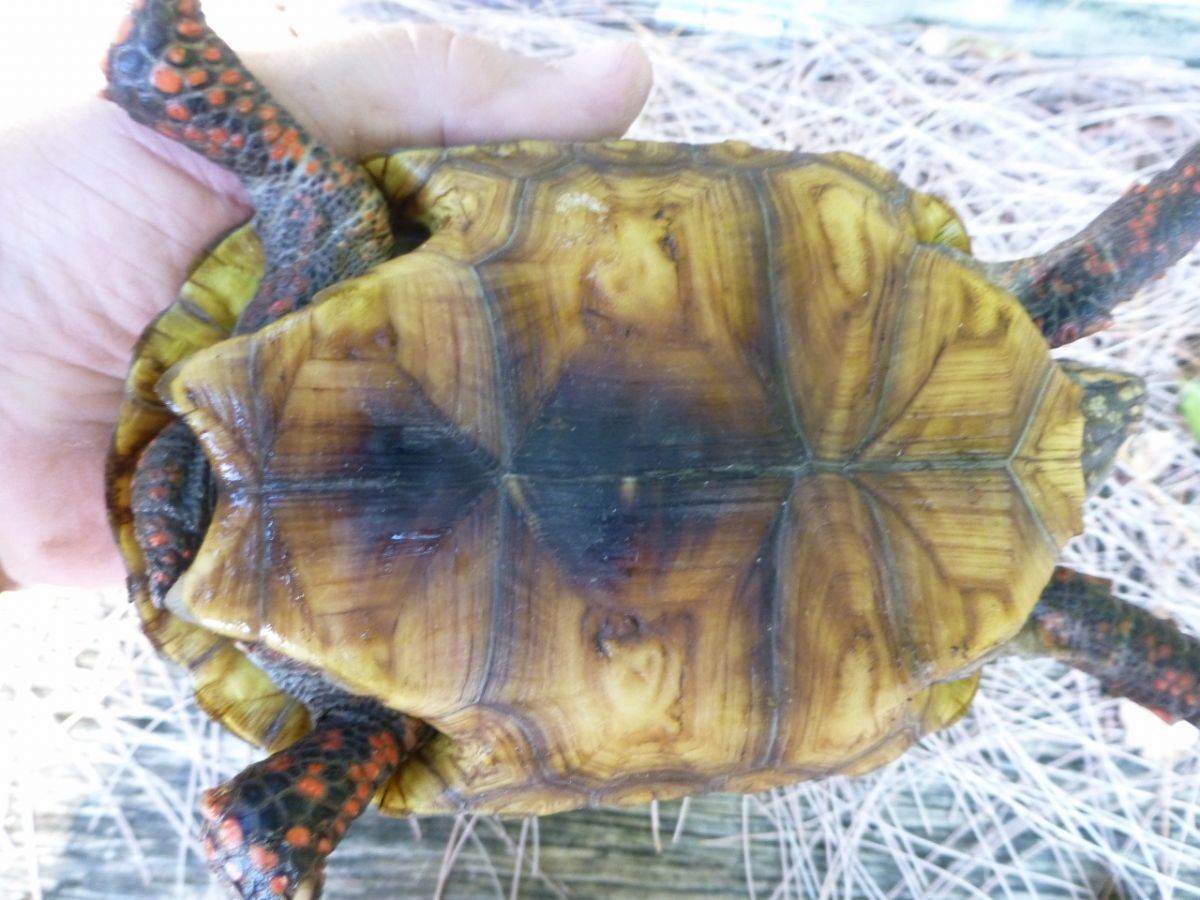 3-Red-Foot-Tortoise-Bottom.jpg