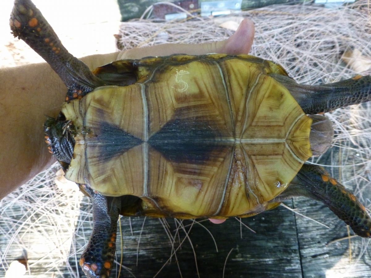 5-Red-Foot-Tortoise-Bottom.jpg