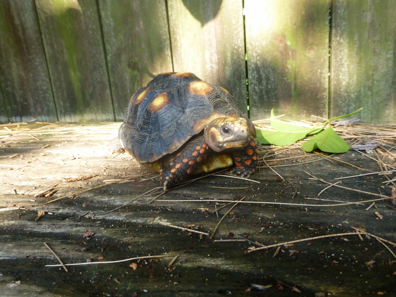 10192/7-Red-Foot-Tortoise-Face-A.jpg