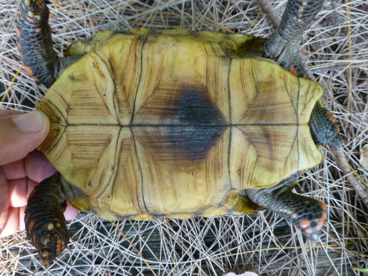 7-Red-Foot-Tortoise-Bottom.jpg