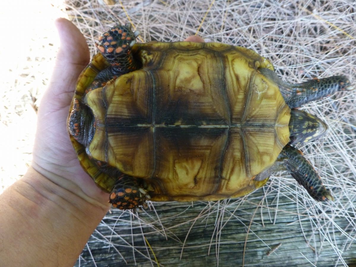 2-Red-Foot-Tortoise-Bottom.jpg
