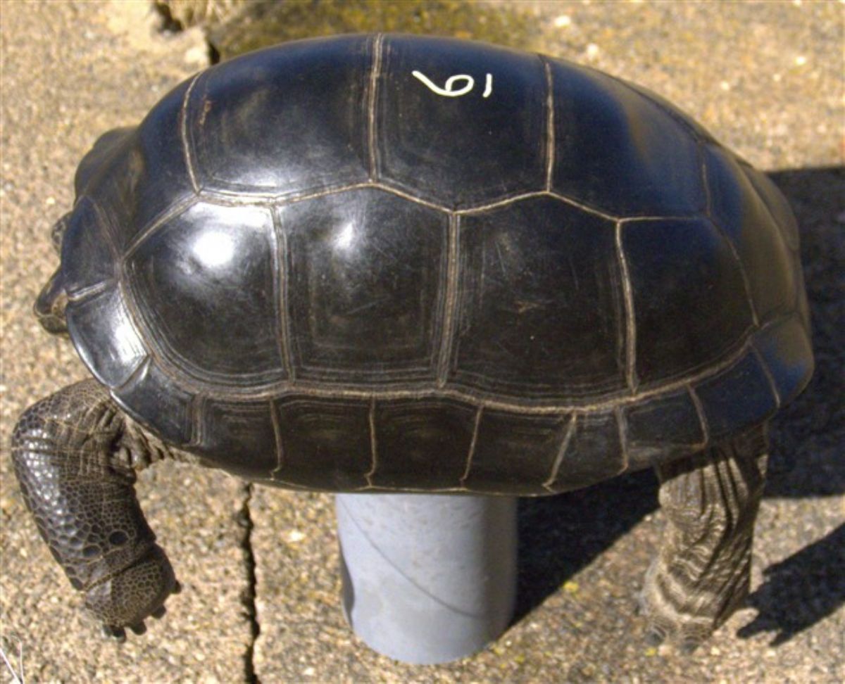 06-Aldabra-Special-Order-P1120486.jpg