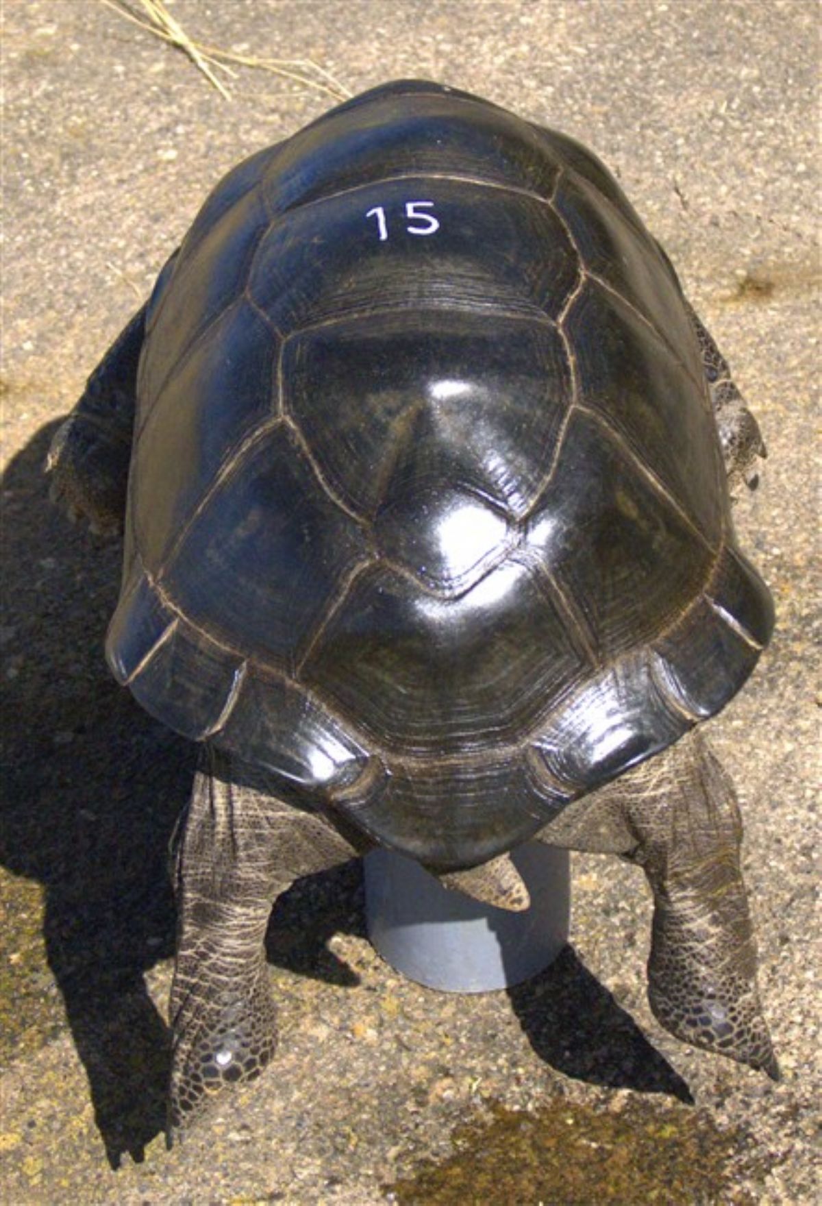 15-Aldabra-Special-Order-P1120516.jpg