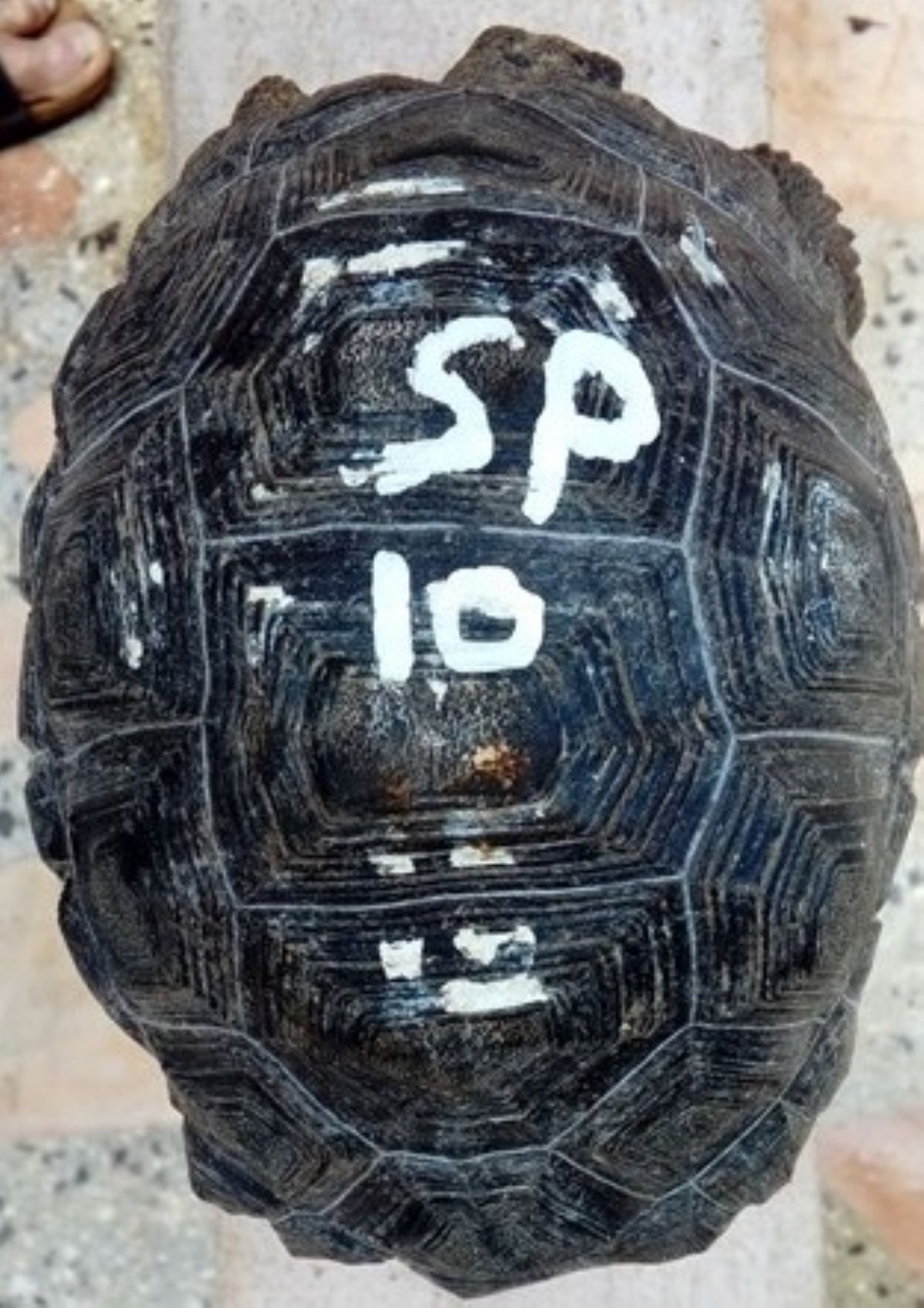 SP10-1.jpg