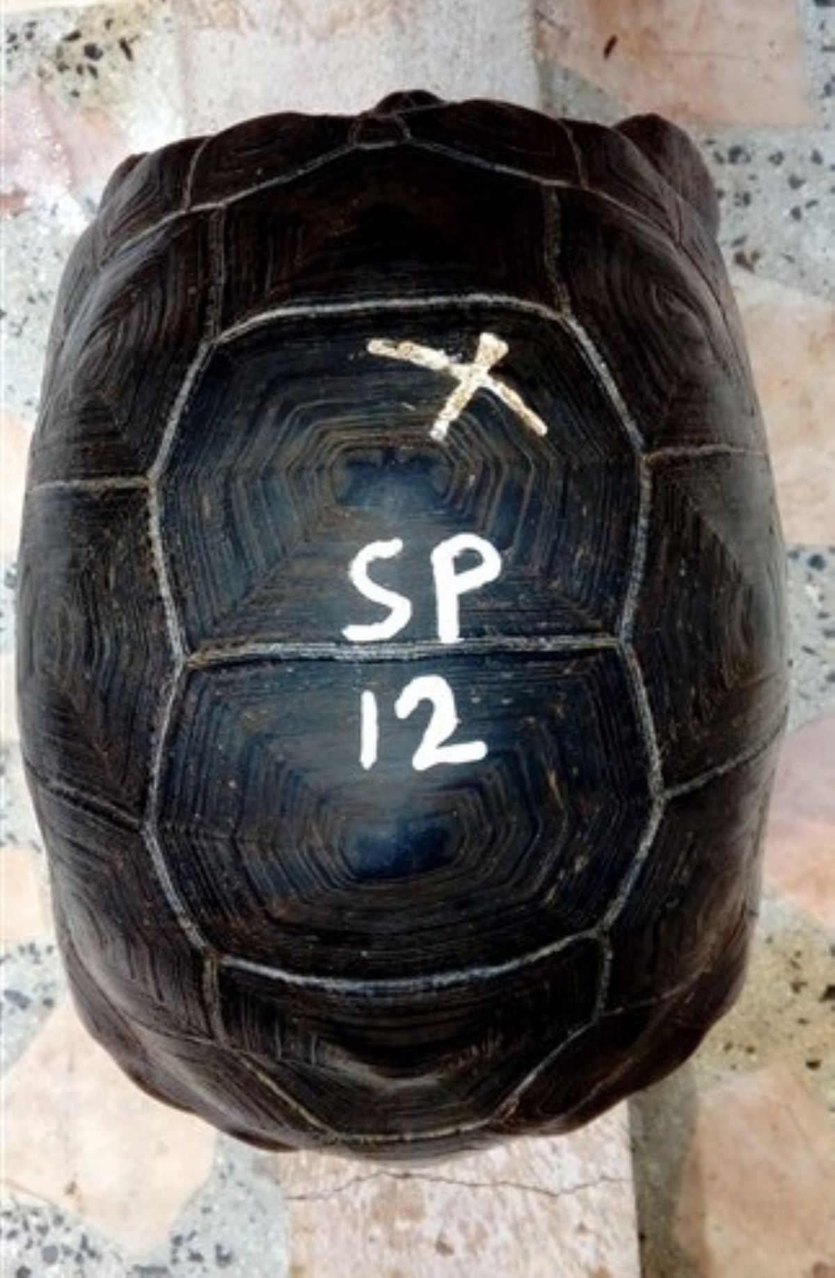 SP12-1.jpg