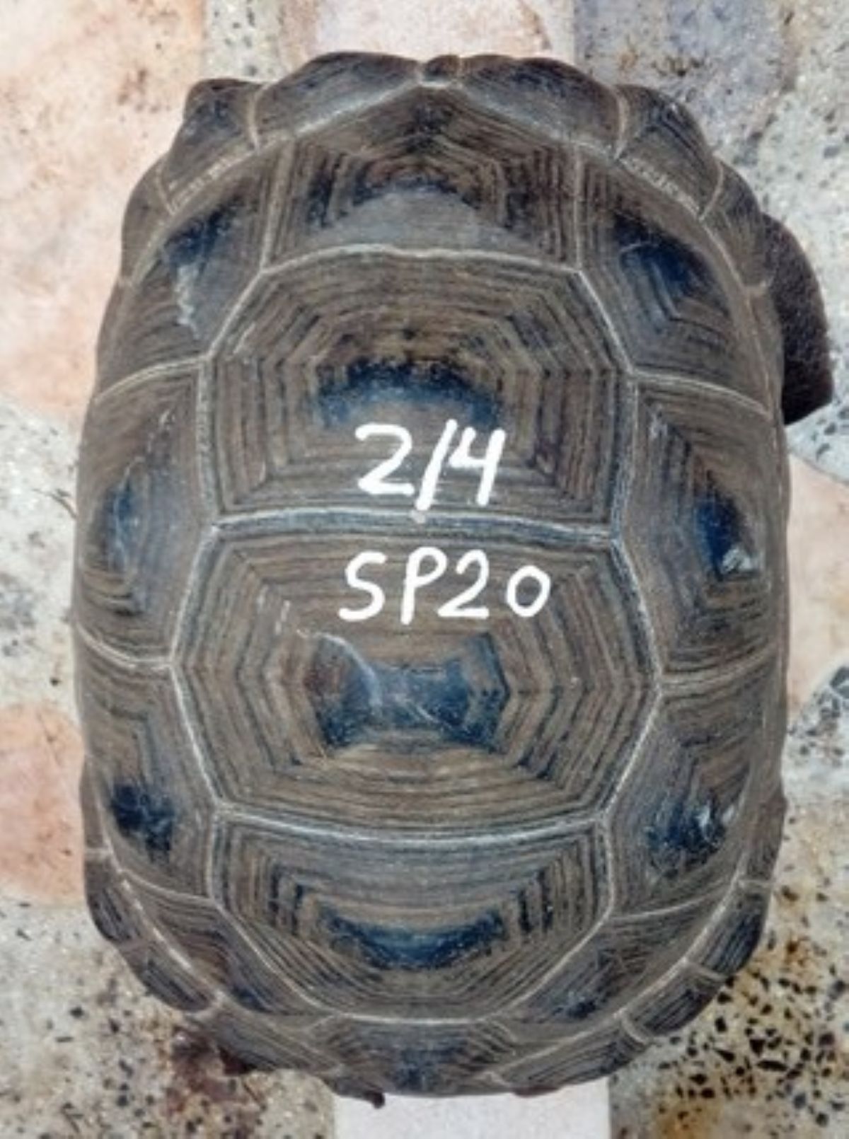 SP20-1.jpg
