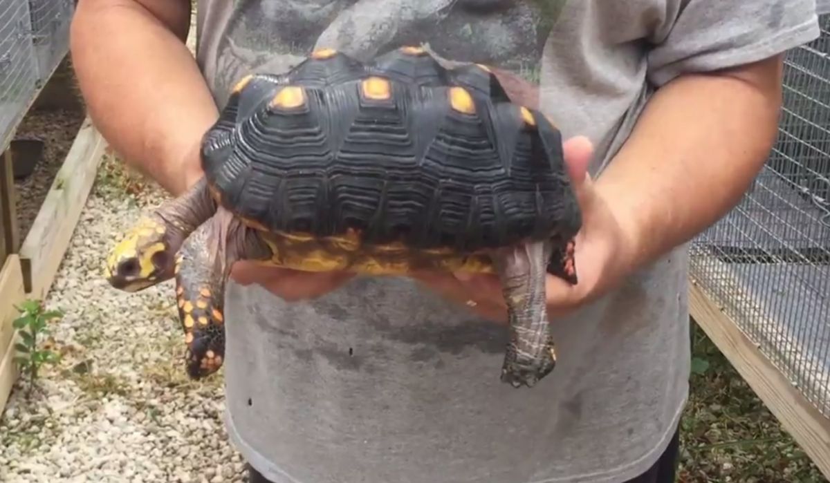 1-8_5-inch-Female-Redfoot-tortoise-B.jpg