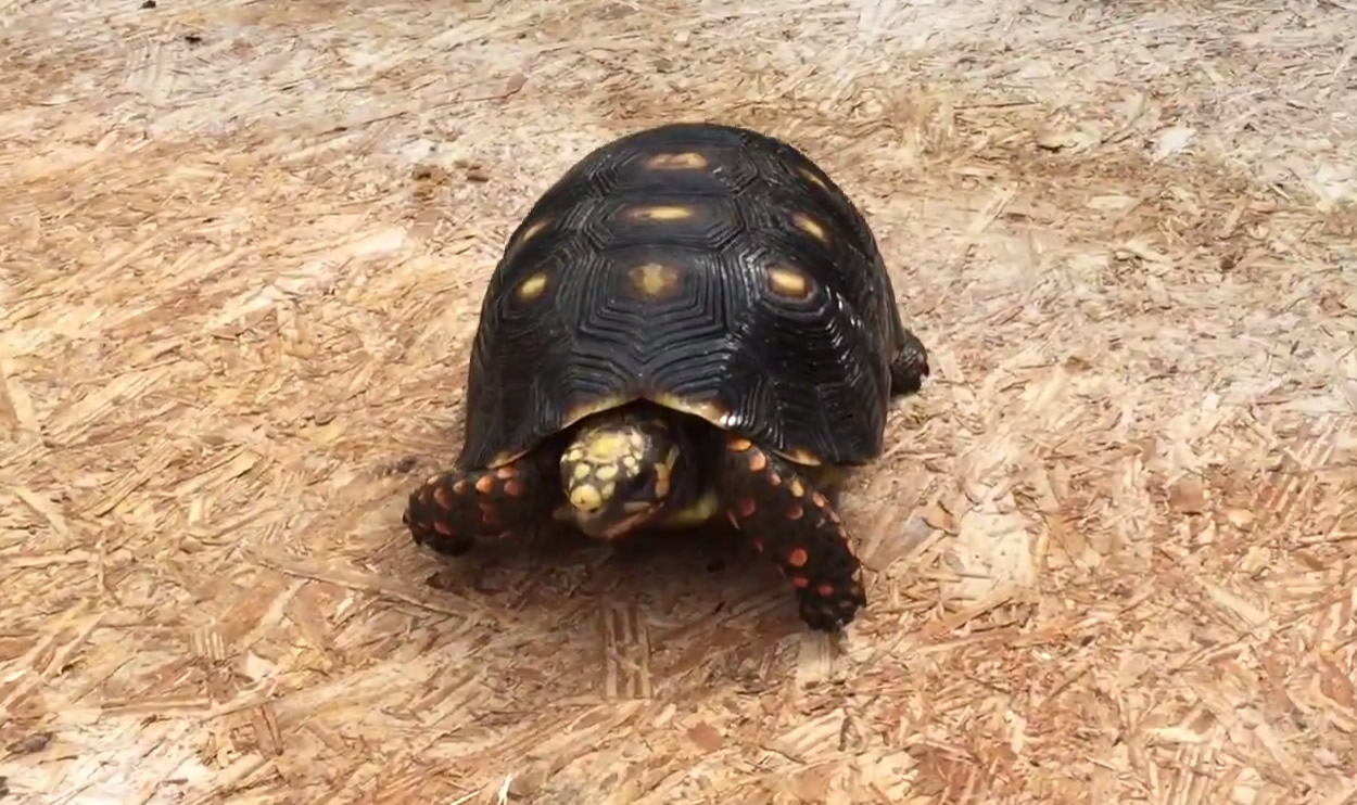 10436/7-7-inch-male-Redfoot-tortoise-c.jpg